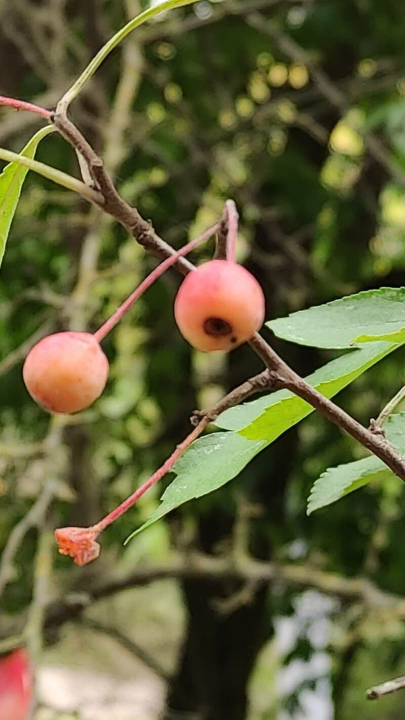 Cut-leaf crab apple 4