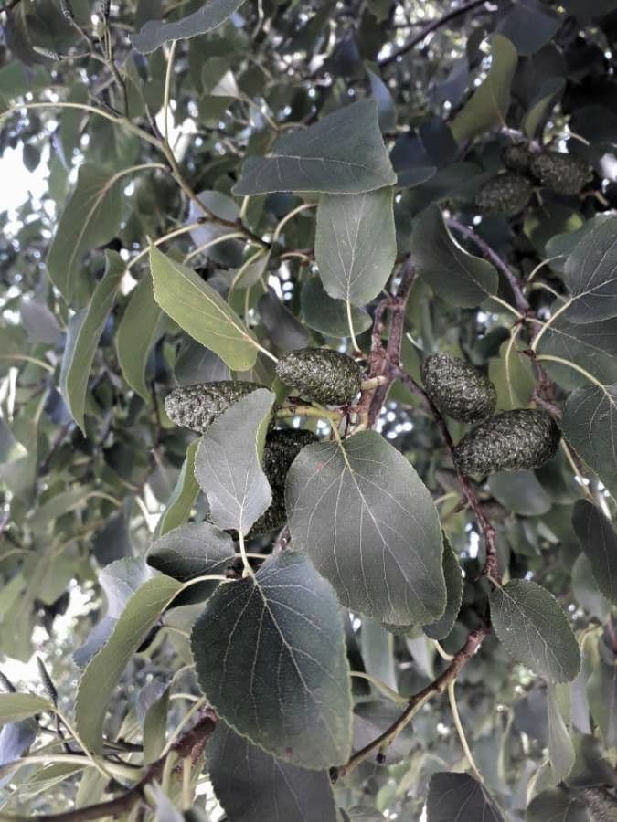 Italian alder 2