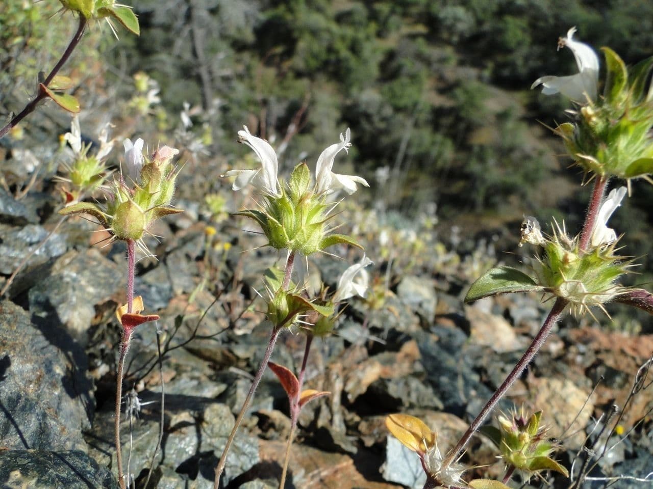 Santa clara thorn-mint 3