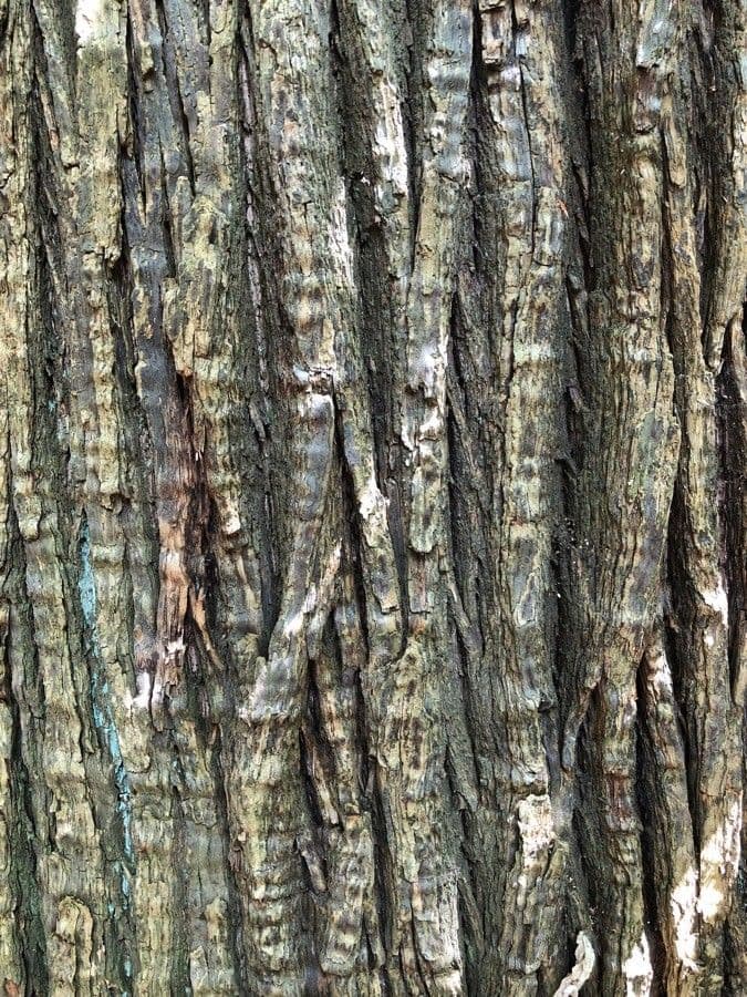American chestnut 25