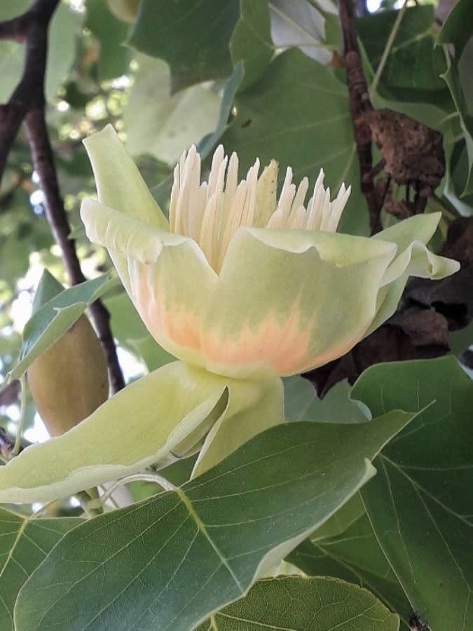Tulip-poplar 6