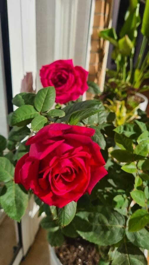 Cyme rose 5