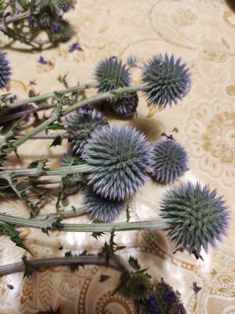 Globe thistle 26