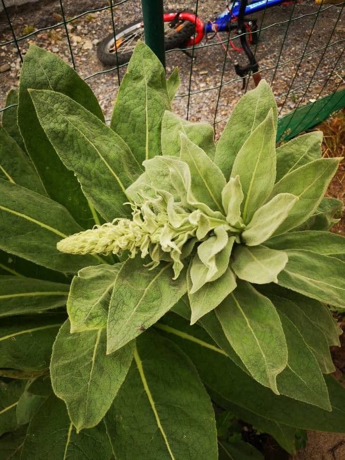 Dense-flower mullein 30