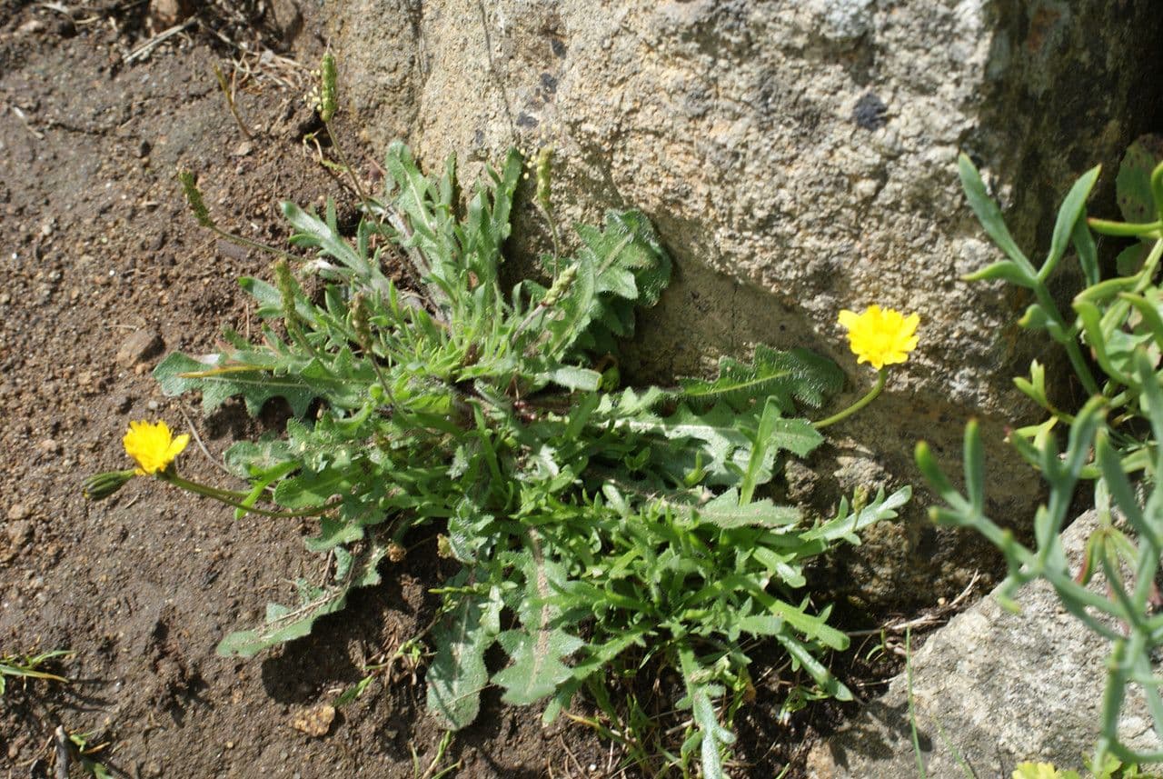 Hairy hawkbit 7