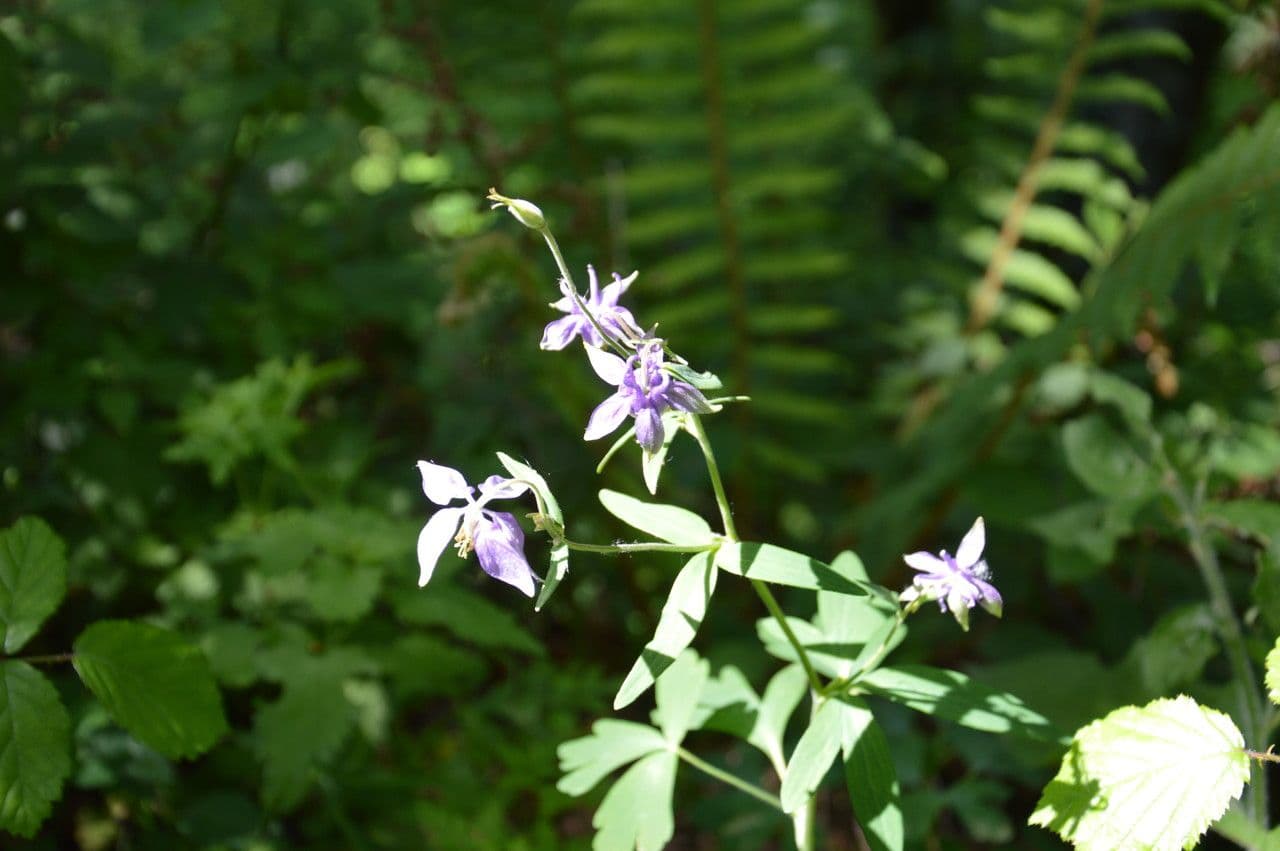 European columbine 26