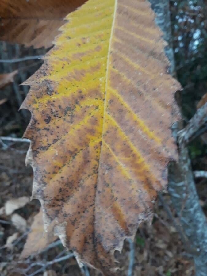 European chestnut 17