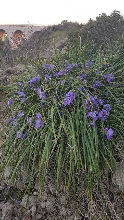 Algerian iris 19