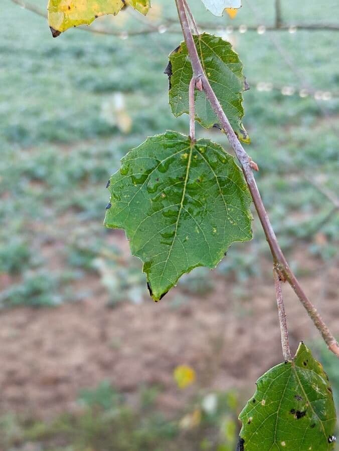 European aspen 18