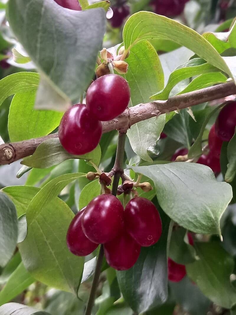 Cornelian-cherry 3
