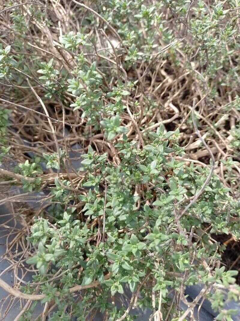 Garden thyme 18