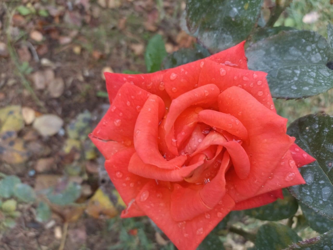 Bengal rose 28