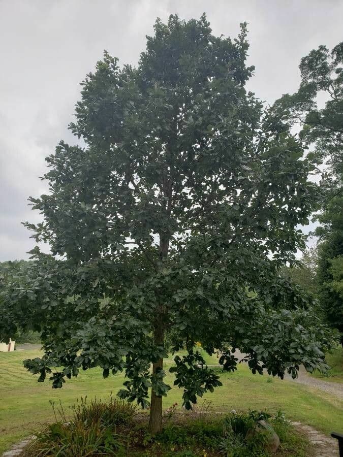 Swamp white oak 9