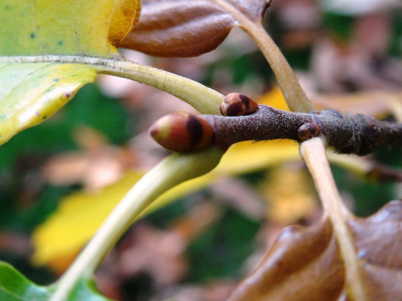 Japanese chestnut 25
