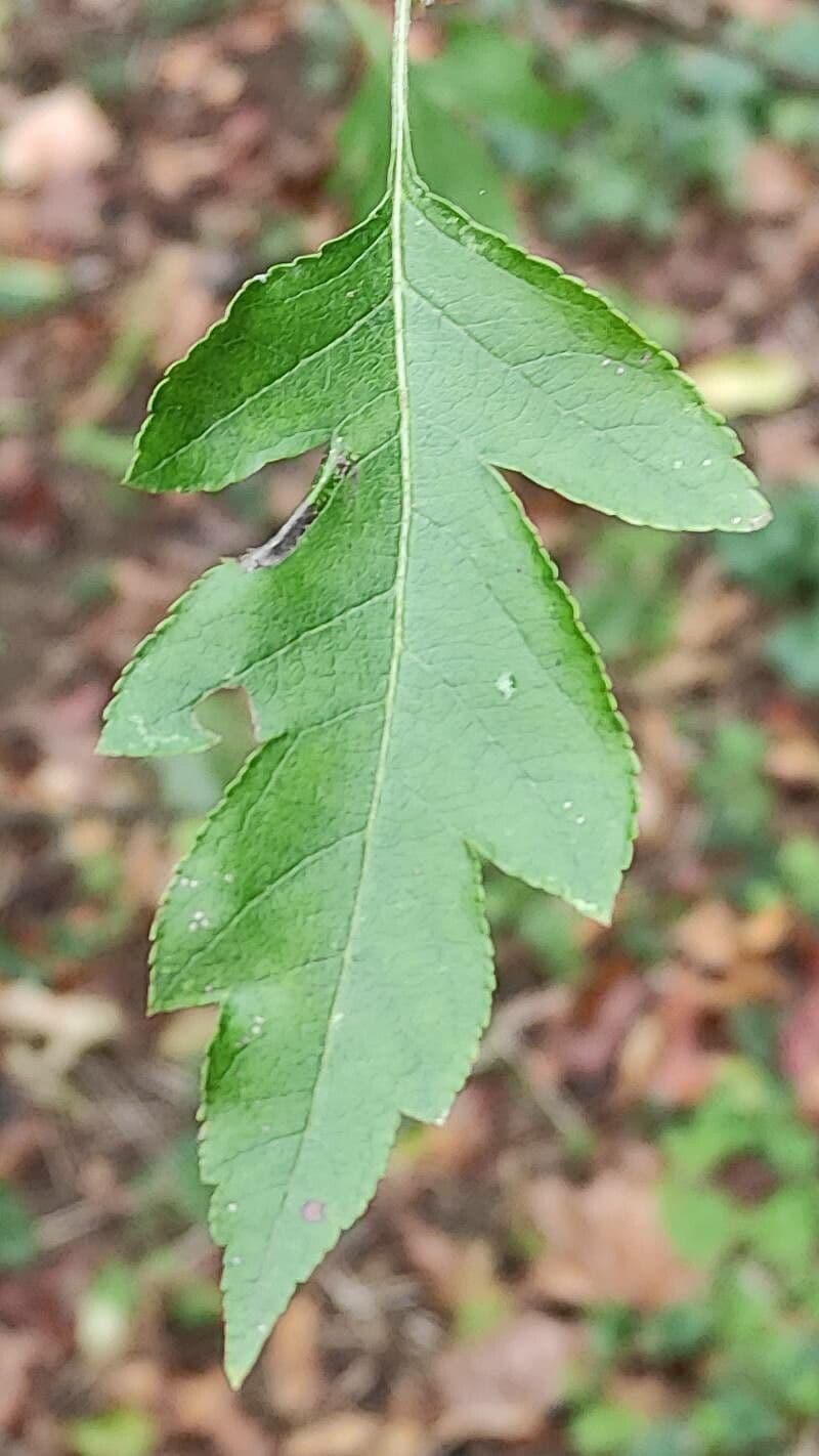 Cut-leaf crab apple 10