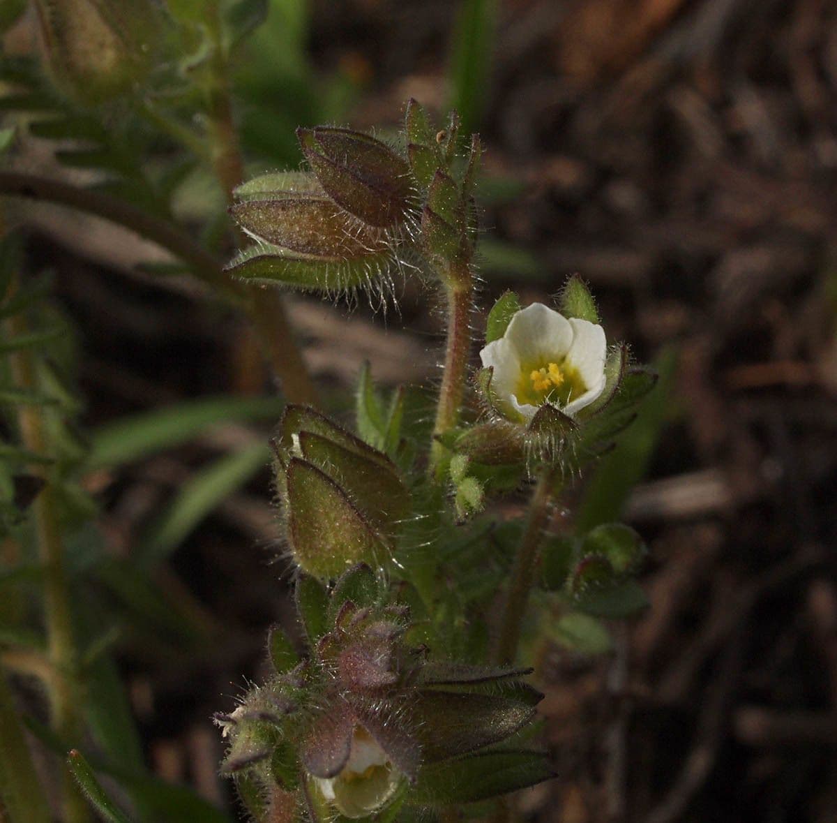 Annual polemonium 2
