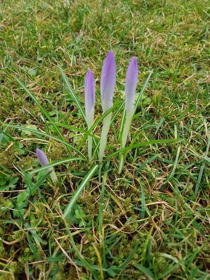 Spring crocus 19