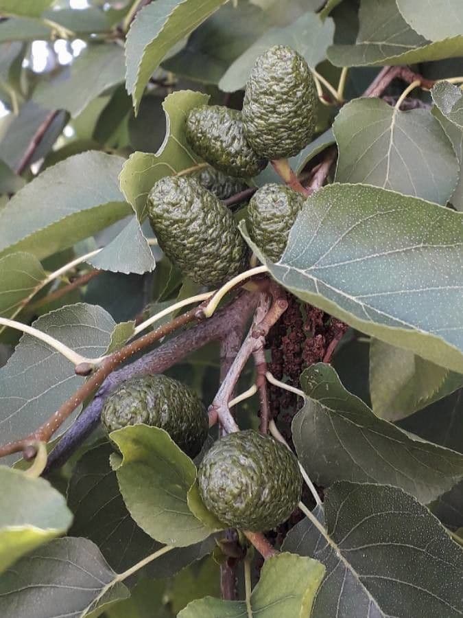 Italian alder 3