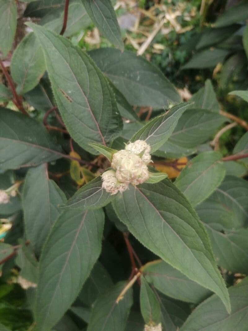 Rough-leaf hydrangea 8