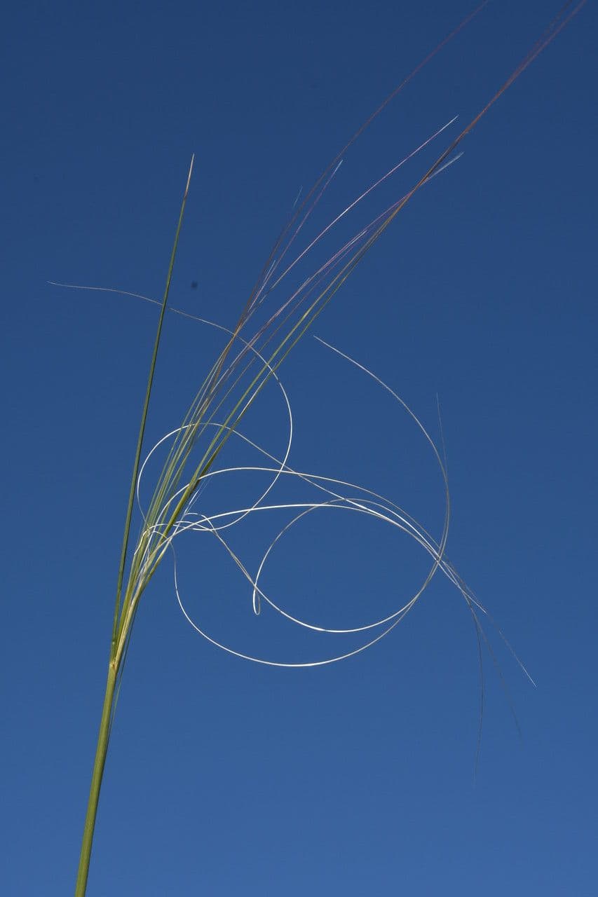 Dwarf feather grass