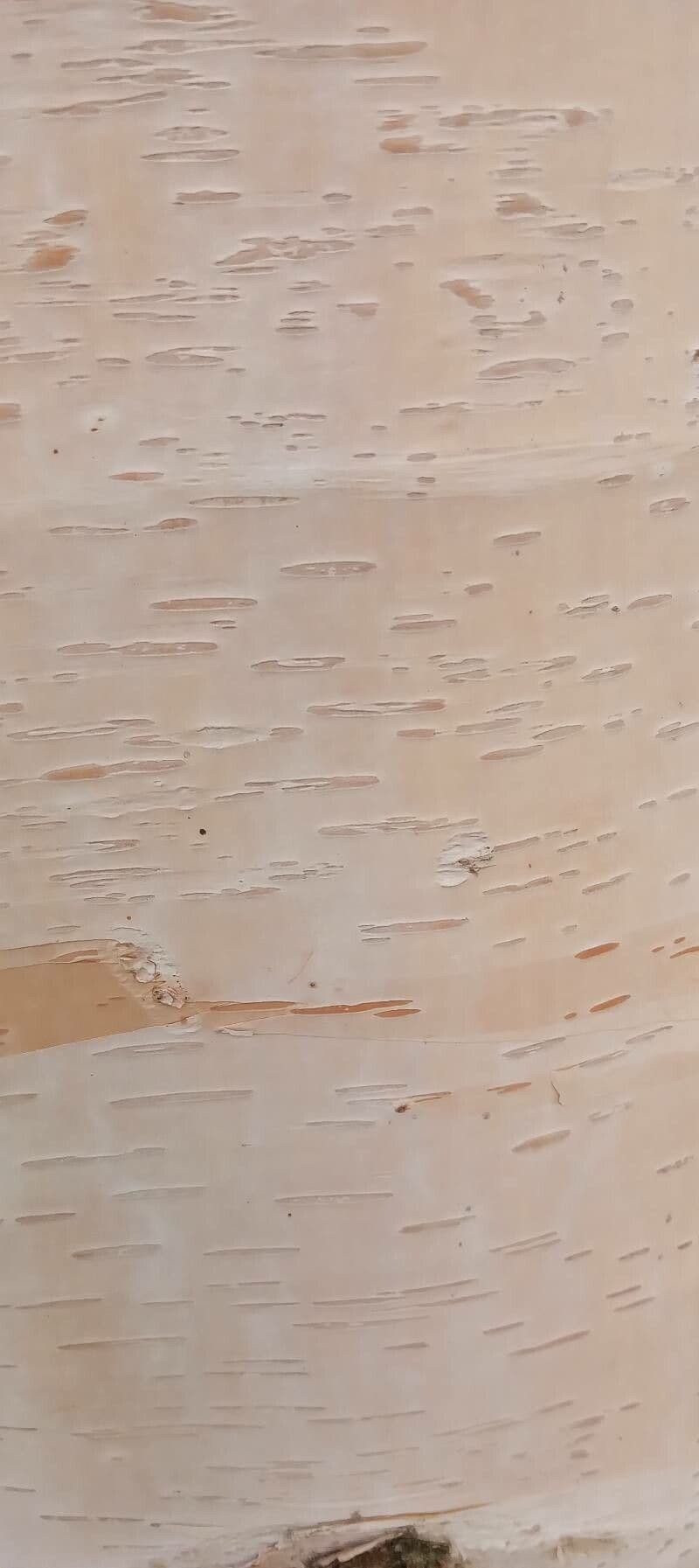 Himalayan birch 22