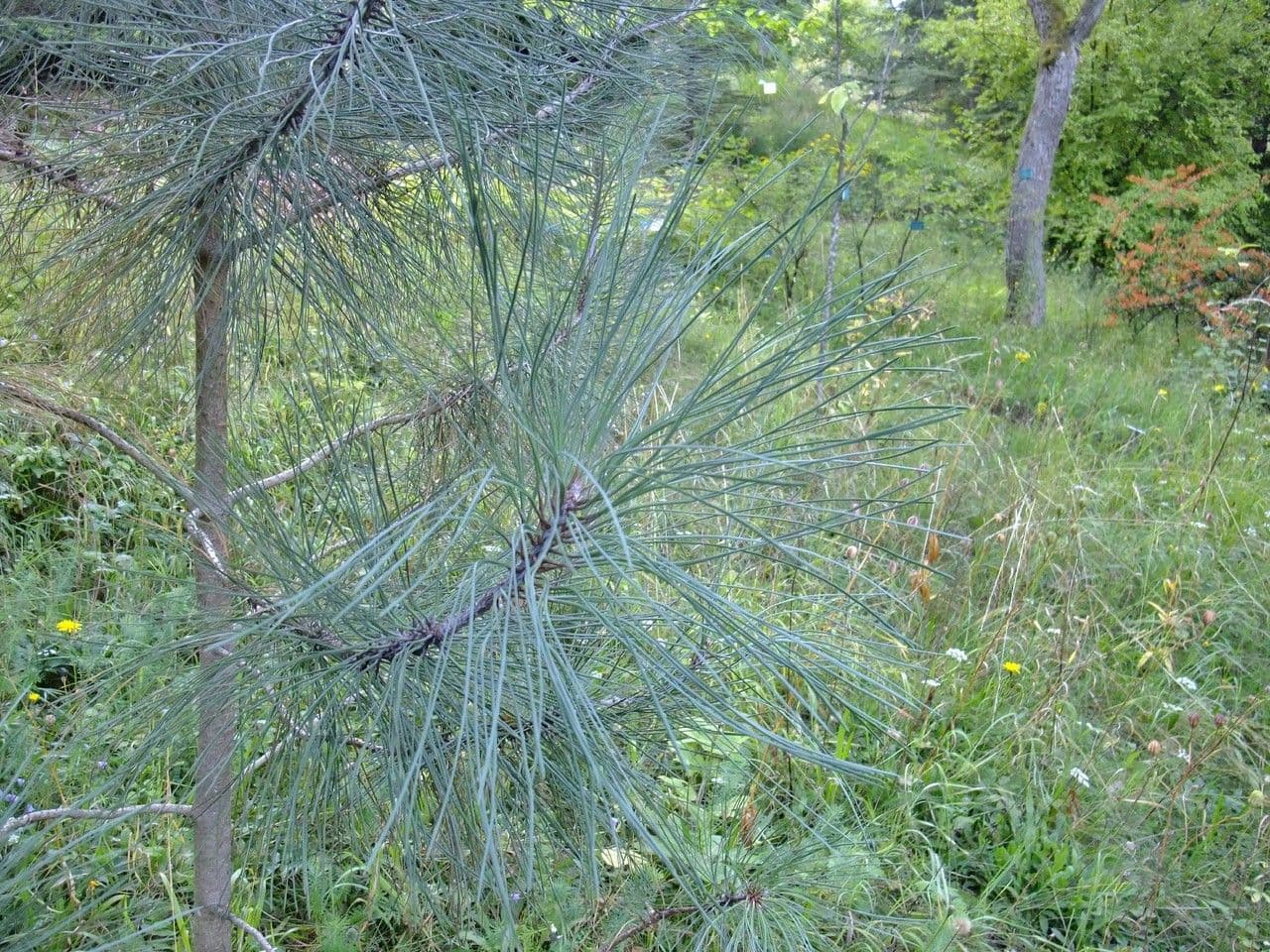 Bigcone pine 7