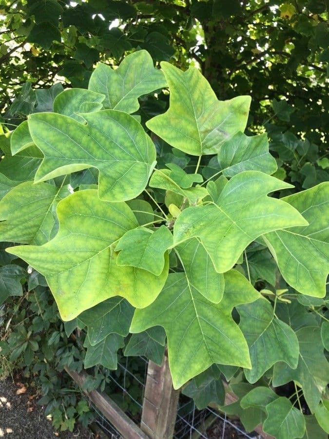 Chinese tuliptree 7