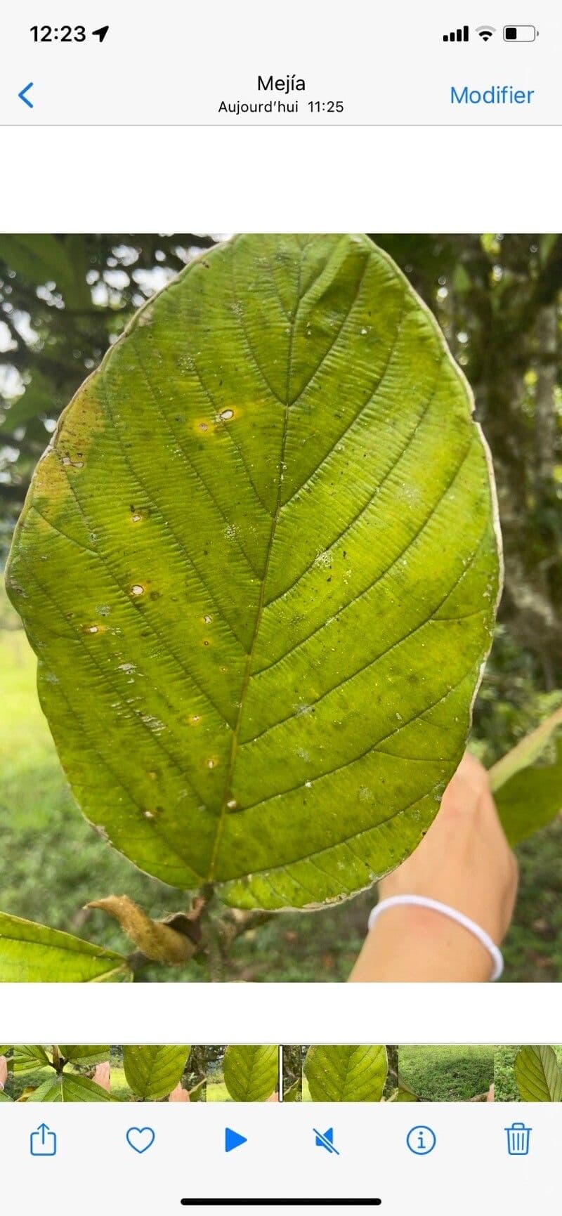 Andean alder 12
