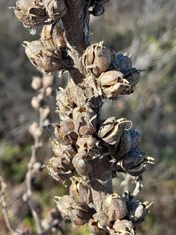 Dense-flower mullein