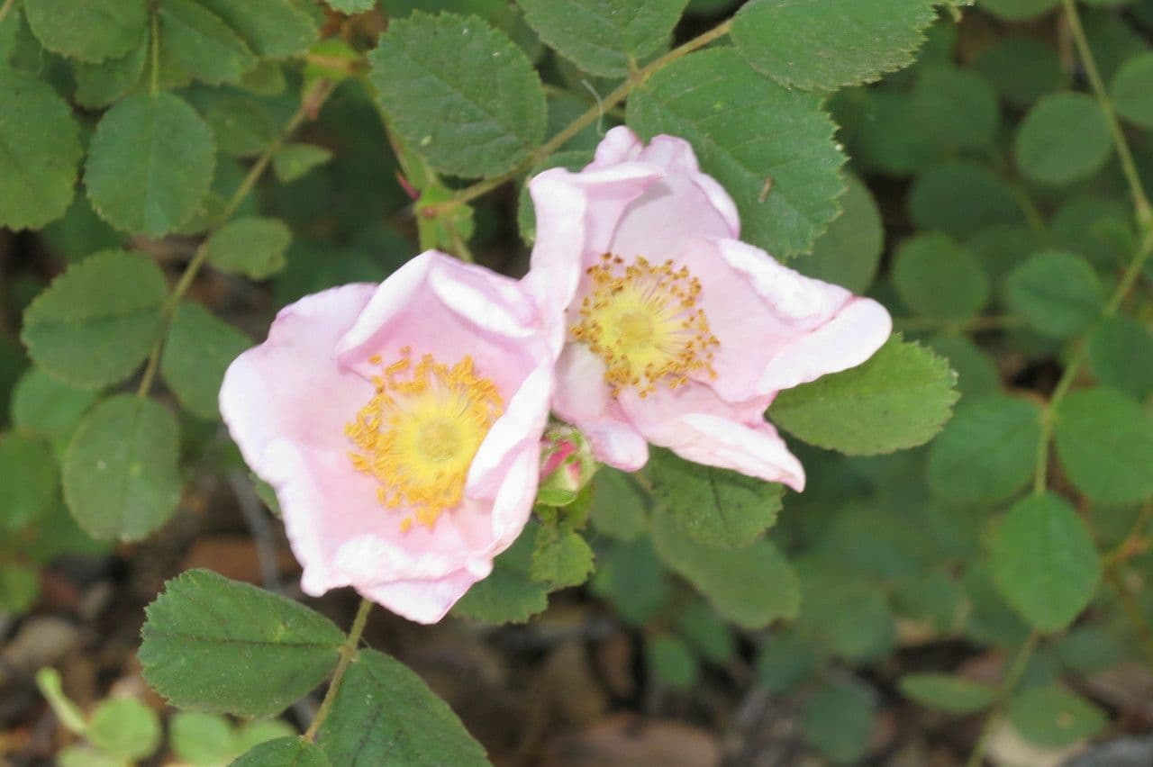 California rose 3