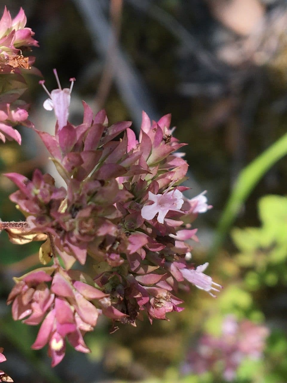 Wild marjoram 7