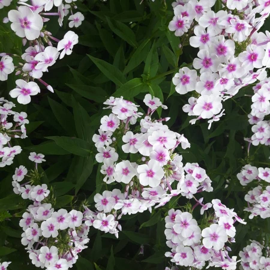 Garden phlox 6