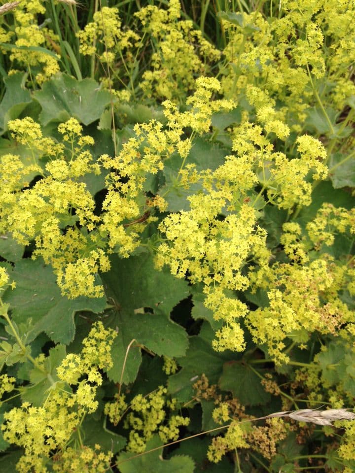 Garden lady's-mantle 7