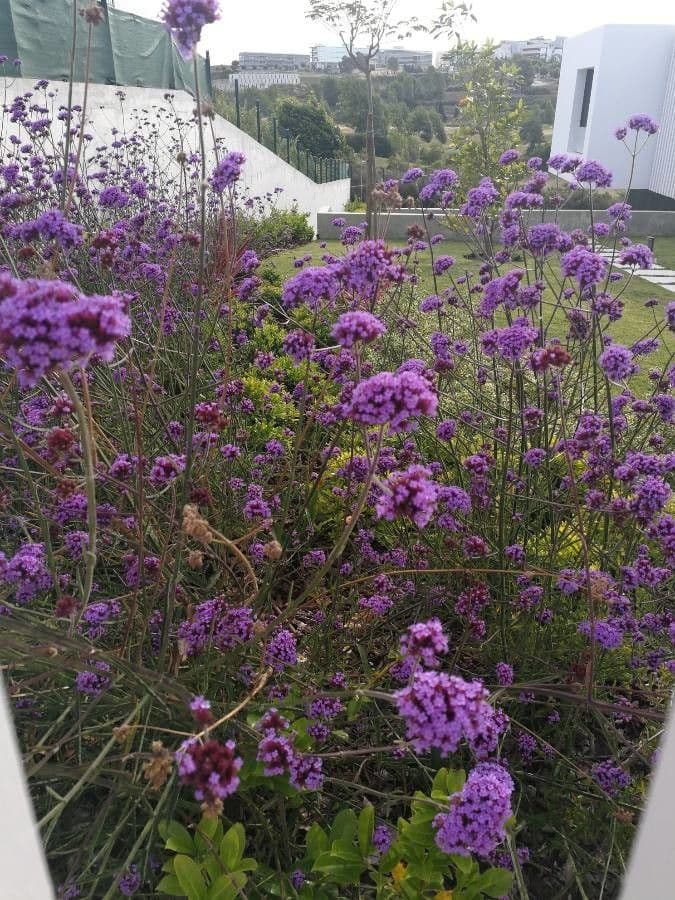 Argentine vervain 12