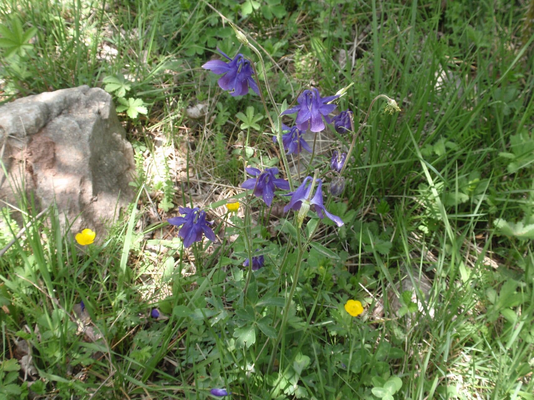 European columbine 11