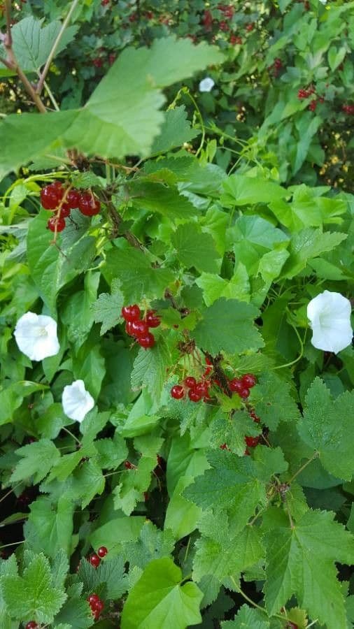 Garden currant 4