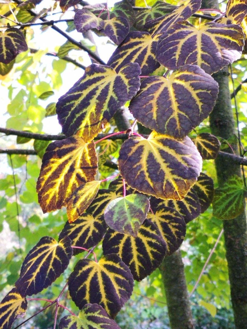 Katsura tree 15