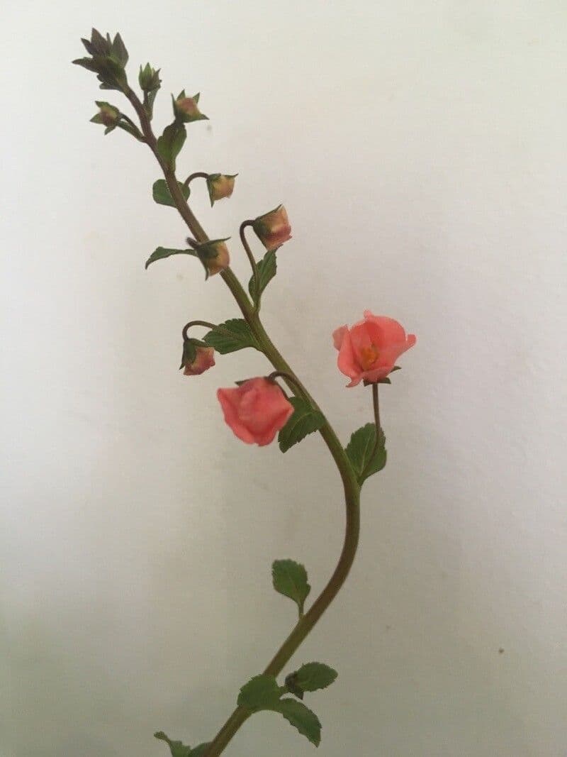 Maskflower 4
