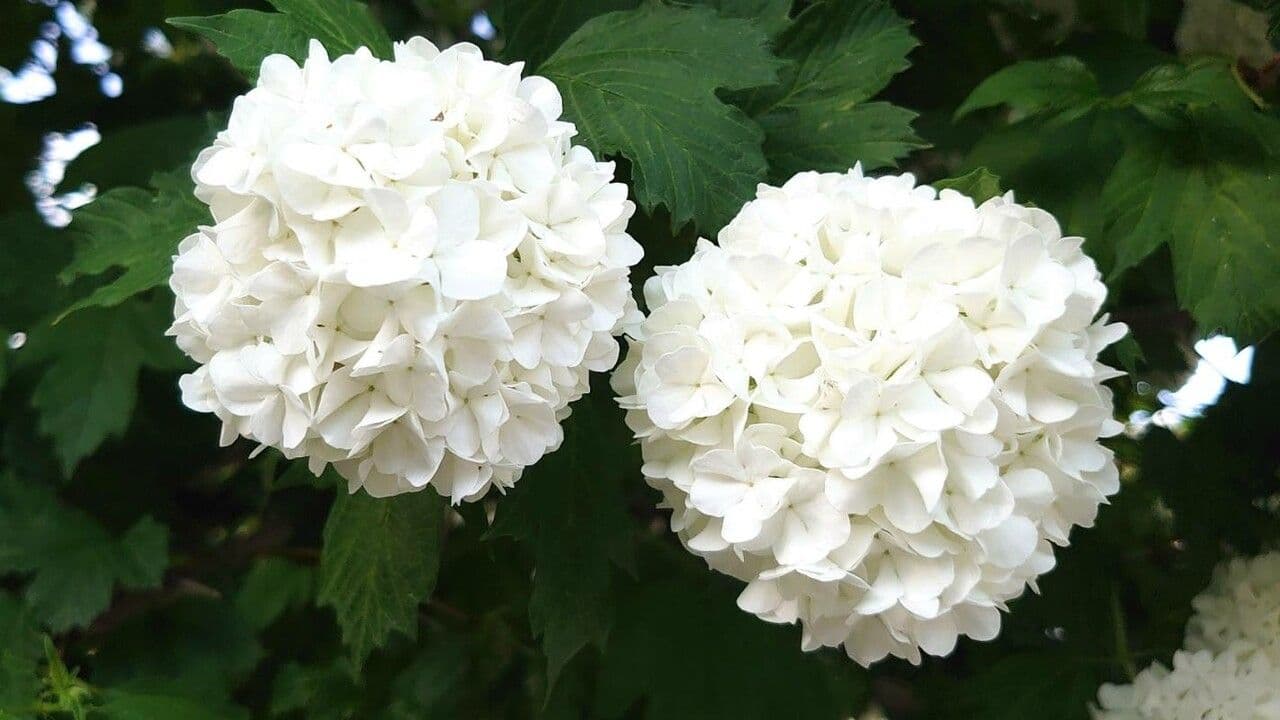 Chinese snowball 4