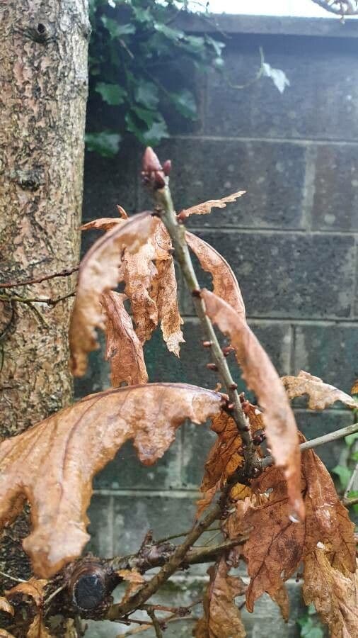 Pedunculate oak 29