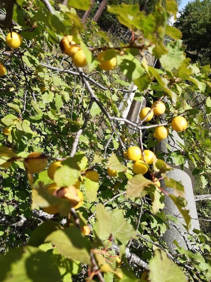 Briançon apricot 14