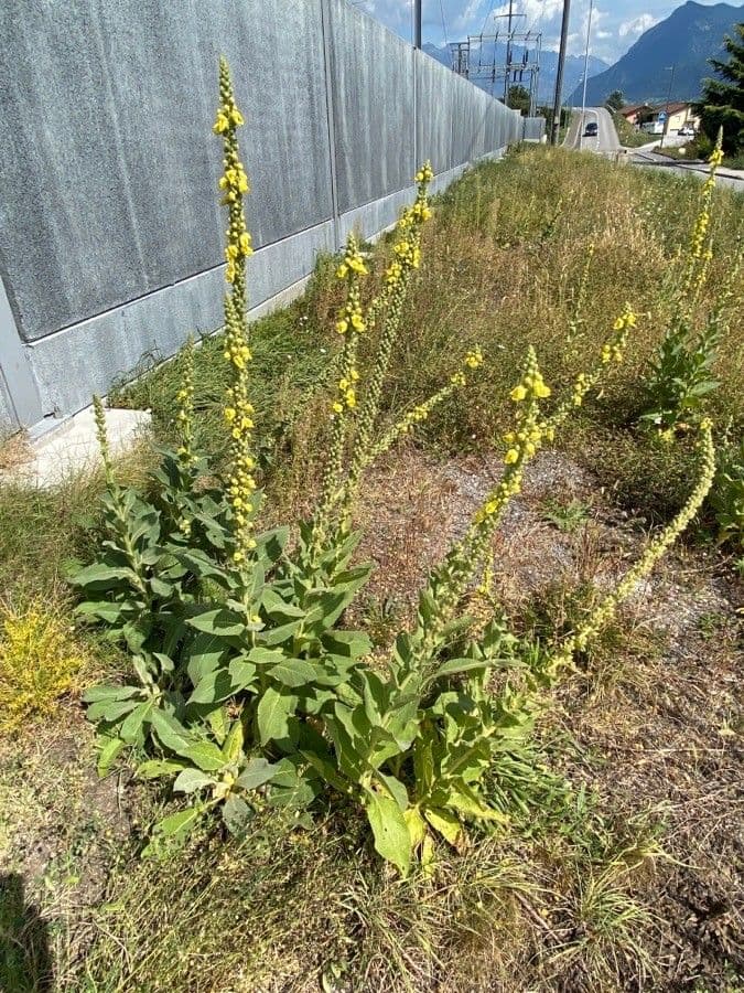 Dense-flower mullein 13