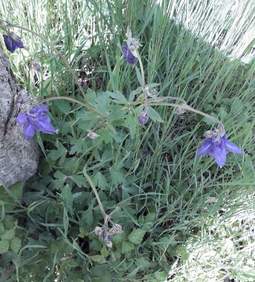 European columbine 13