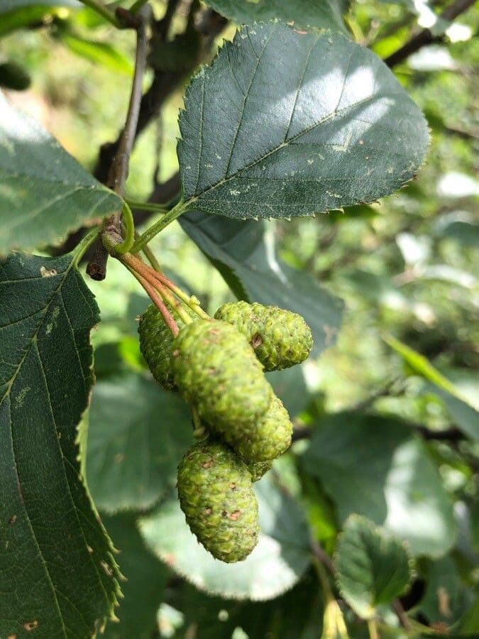 Green alder