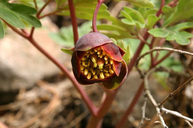 Brown's peony 3