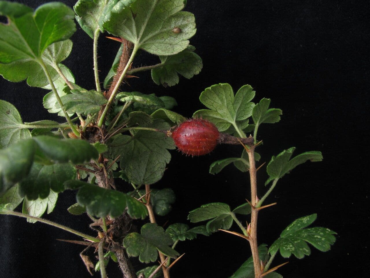 Alpine Currant 6