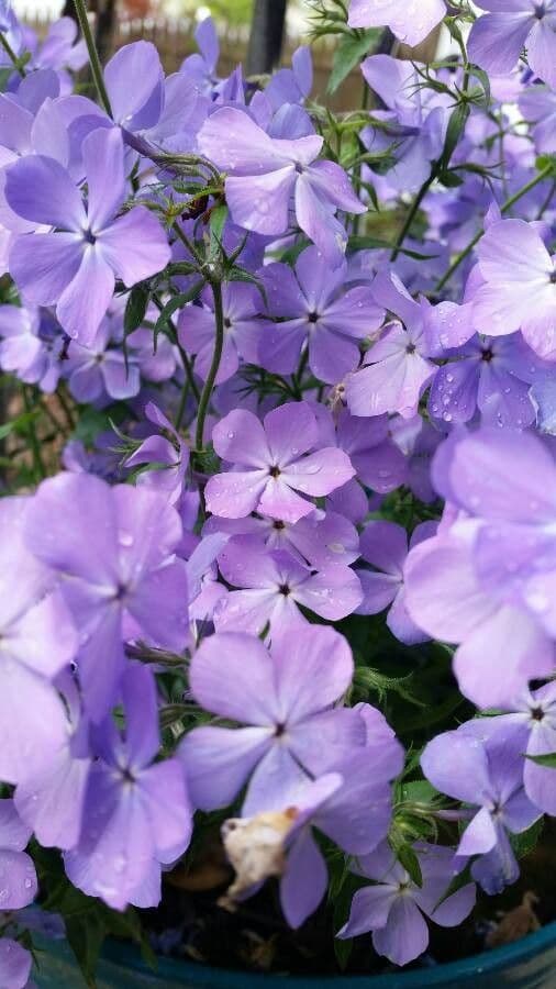 Spreading phlox 4