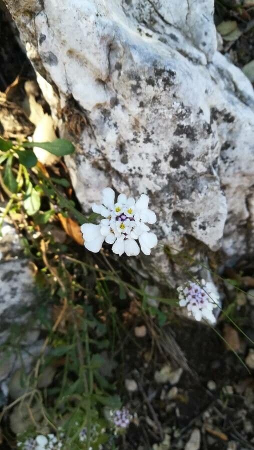 Pruit's candytuft 5
