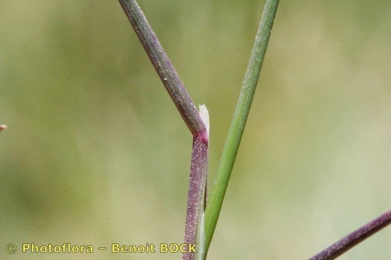 Glaucous Meadow-grass 18