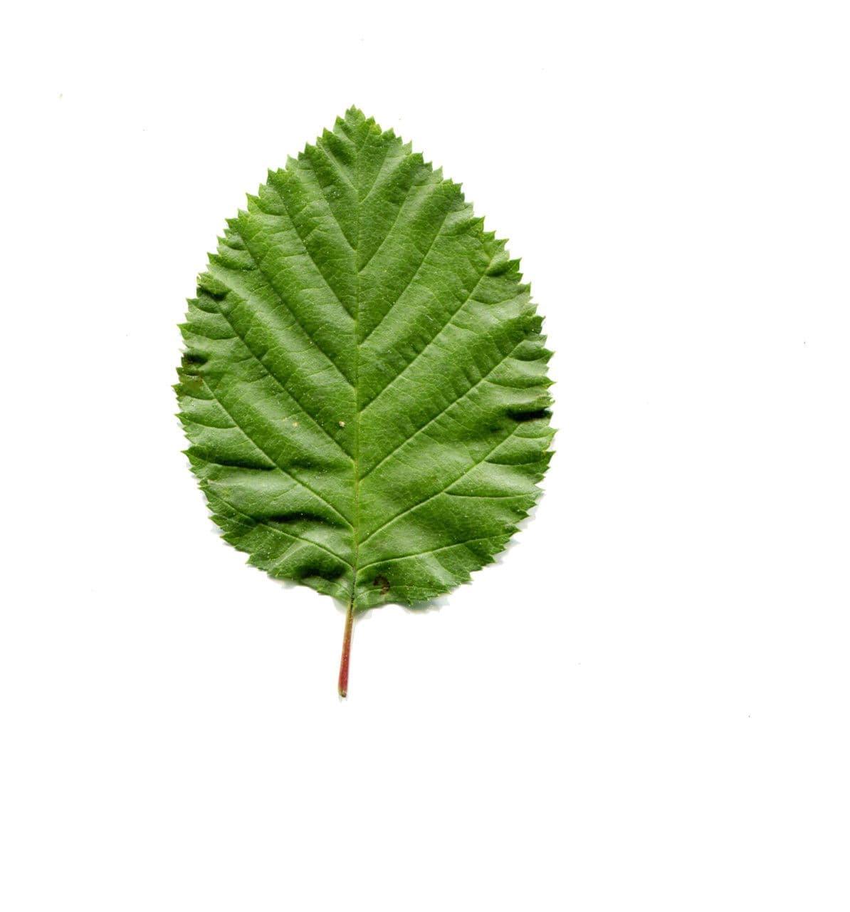 Green alder 28
